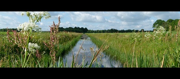 De groene horizon