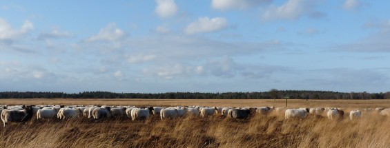 Schapen op het Hijkerveld