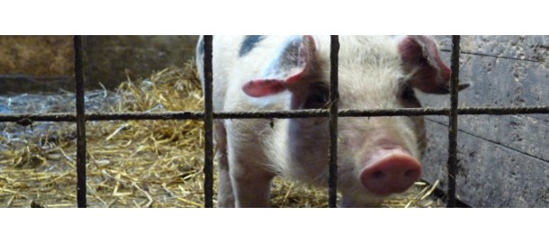 banner varkenslucht
