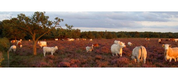 Dwingelderveld 1